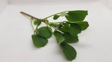 Beyaz arkaplanda yeşil bir yaprağı kapat