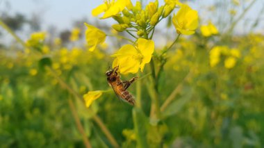 güzel sarı kelebek çiçek üzerinde