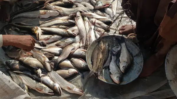 İsrail şehrinin pazarında balık ve balık avlama