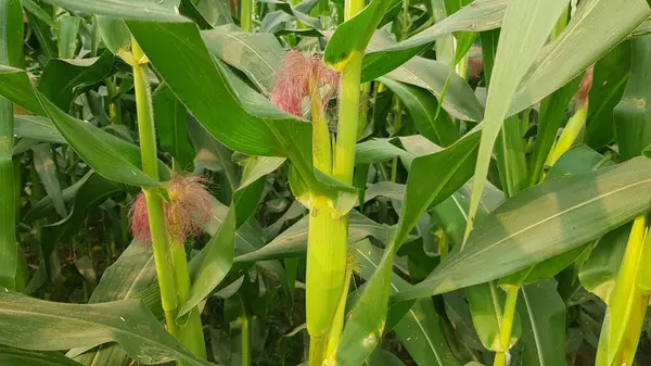 Bahçedeki yeşil bitki