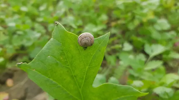 Yeşil çimenlikteki yapraktaki bir salyangoz