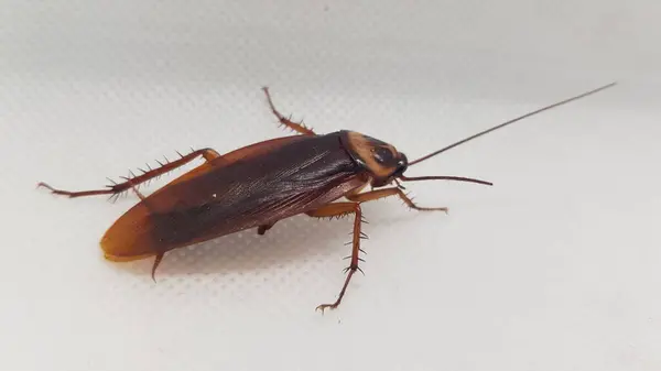 Beyaz arka planda kahverengi bir böceğin yakın plan fotoğrafı.
