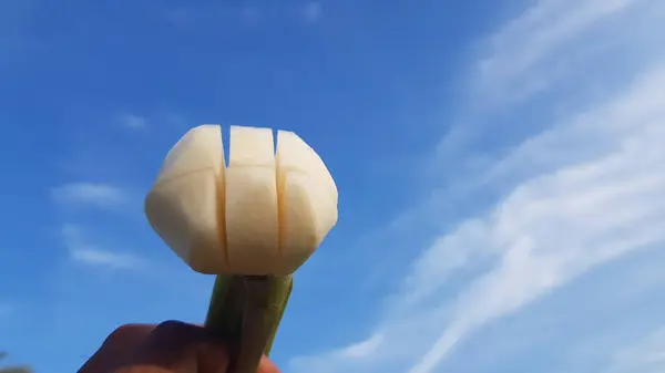 Beyaz bir laleye yaklaş