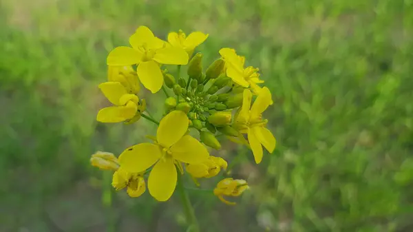 Sarı çiçekler tarlada