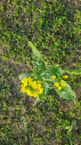 Bahçedeki sarı çiçekler