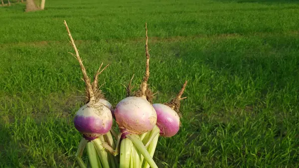 Bahçede taze taze soğan