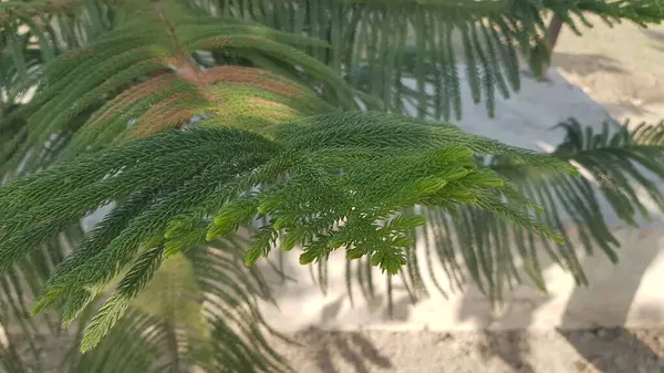 Bahçedeki palmiye ağacı