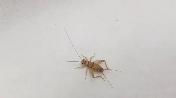 Duvardaki örümceğe yaklaş