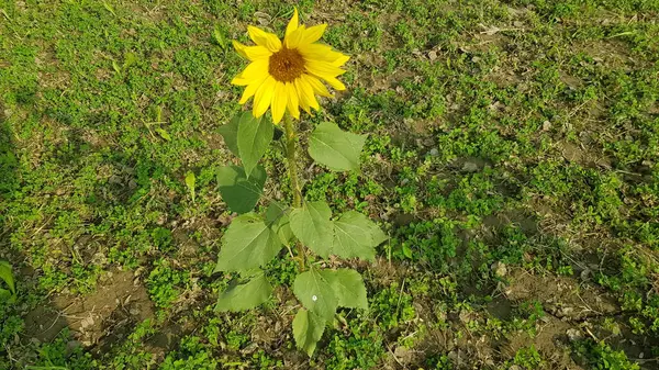 Bahçedeki ayçiçeği tarlası