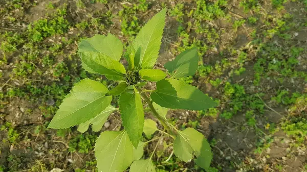 Bahçedeki bir ağacın yeşil yaprakları