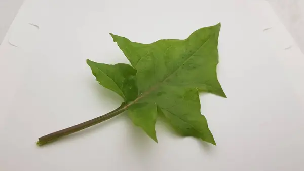 Bahçede yeşil yapraklar