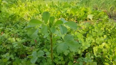 Güzel botanik fotoğrafı, doğal duvar kağıdı.