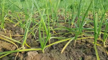 Sabah yeşil buğday tarlası