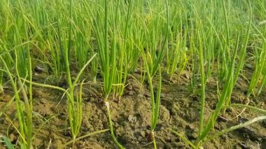 Tayland 'da yeşil pirinç