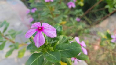 Bahçedeki güzel çiçekler