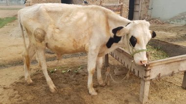Süt yiyen beyaz inek.