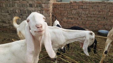 Çiftlikteki beyaz bir keçinin yakın plan fotoğrafı.