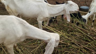 Çiftlikteki keçiler