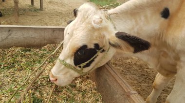kırsal kesimde otlatma inek.