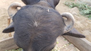 Çiftlikteki bir ineğin yakın plan fotoğrafı.