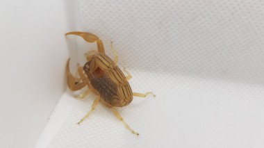 Genç bir böceğe yaklaş.