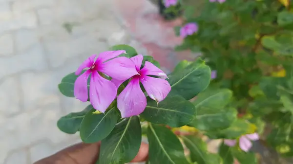 Bahçedeki güzel çiçekler