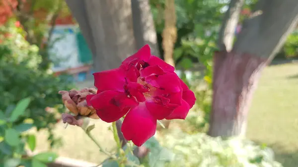 Bahçedeki güzel kırmızı gül