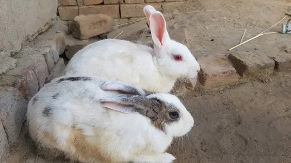 Hayvanat bahçesinde beyaz bir tavşan