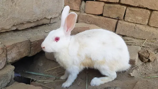 Çiftlikteki sevimli bir kedinin yakın plan fotoğrafı.