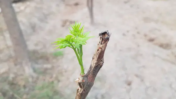 Güzel botanik fotoğrafı, doğal duvar kağıdı.