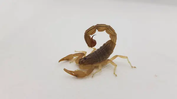 Ölü bir yengecin yakınına.