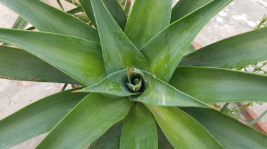 aloe vera bitkisi, yeşil bitki