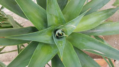 aloe vera in tropical