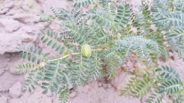 Bahçedeki bir bitkinin yeşil yaprakları