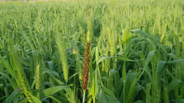 Buğdaylı yeşil çimen