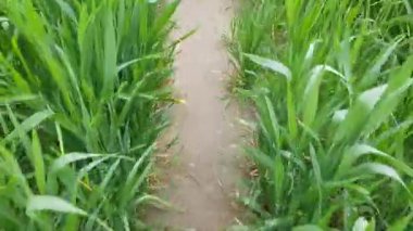 Ormandaki çim tarlası, doğa ve bitki örtüsü