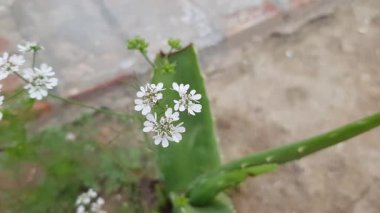 Bahçedeki güzel beyaz çiçek