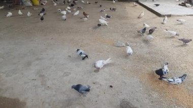 Sokakta beyaz güvercinler.