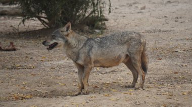Namibya 'da vahşi bir köpek