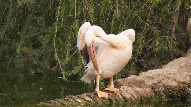 Su yüzeyinde beyaz pelikan