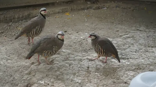 Hayvanat bahçesindeki bir kuşun