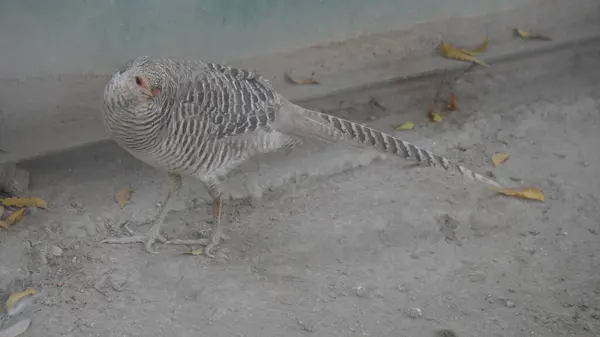 Güzel bir kuşun yakın çekimi.