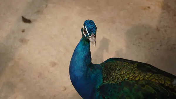 Hayvanat bahçesindeki tavus kuşu, kapat.