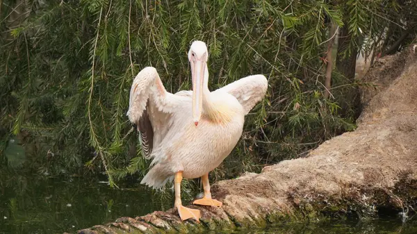 Pelikan gölet üzerinde