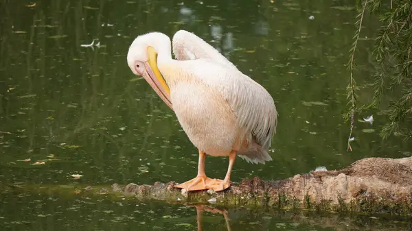 Gölde bir pelikan