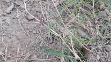 Bahçedeki kırmızı çiçek