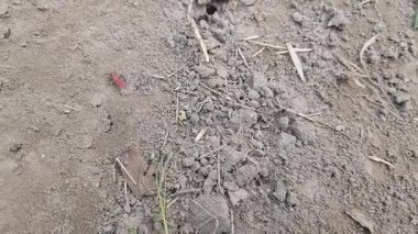 kırmızı ve beyaz otlar