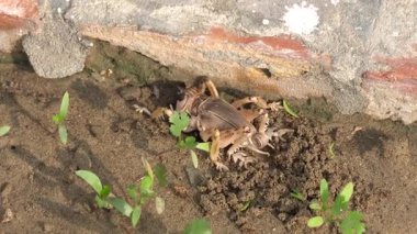 Yerdeki güzel bir kuşun yakın çekim görüntüsü.