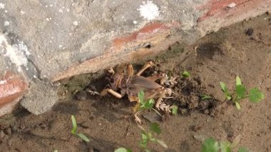 Bahçedeki bir kurbağanın yakın plan fotoğrafı.