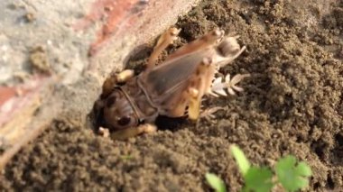 Taştan bir arka planda kahverengi bir kertenkelenin yakın plan çekimi.